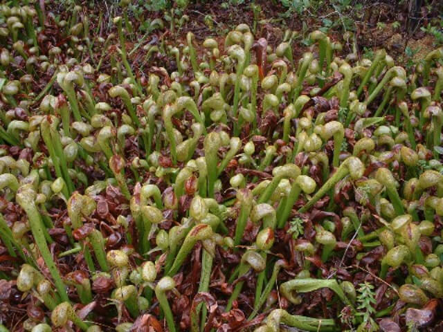 Darlingtonia